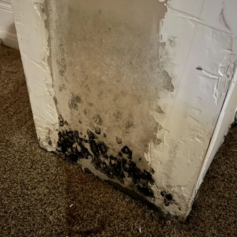 Professional Mold Removal in Oroville, CA